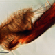 Illustration for article titled A Scientist Responds… to iThe Fly/i